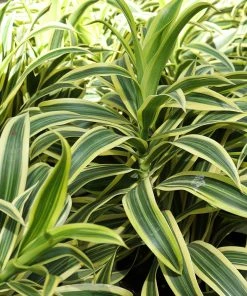 Fast Growing Trees Dieffenbachia And Song Of India Combo 9 Fast Growing Trees Dieffenbachia And Song Of India Combo