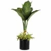Fast Growing Trees Dieffenbachia And Song Of India Combo