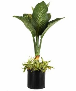 Fast Growing Trees Dieffenbachia And Song Of India Combo
