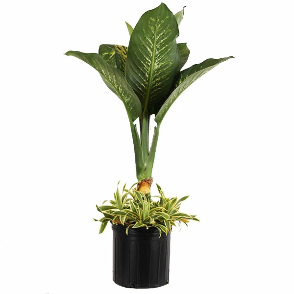 Fast Growing Trees Dieffenbachia And Song Of India Combo 3 Fast Growing Trees Dieffenbachia And Song Of India Combo