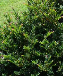 Fast Growing Trees See All Shrubs & Hedges Coppertone™ Distylium 10 Fast Growing Trees See All Shrubs & Hedges Coppertone™ Distylium