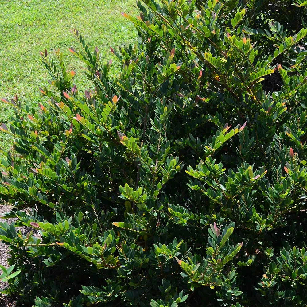 Fast Growing Trees See All Shrubs & Hedges Coppertone™ Distylium 5 Fast Growing Trees See All Shrubs & Hedges Coppertone™ Distylium