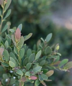 Fast Growing Trees See All Shrubs & Hedges Coppertone™ Distylium 11 Fast Growing Trees See All Shrubs & Hedges Coppertone™ Distylium