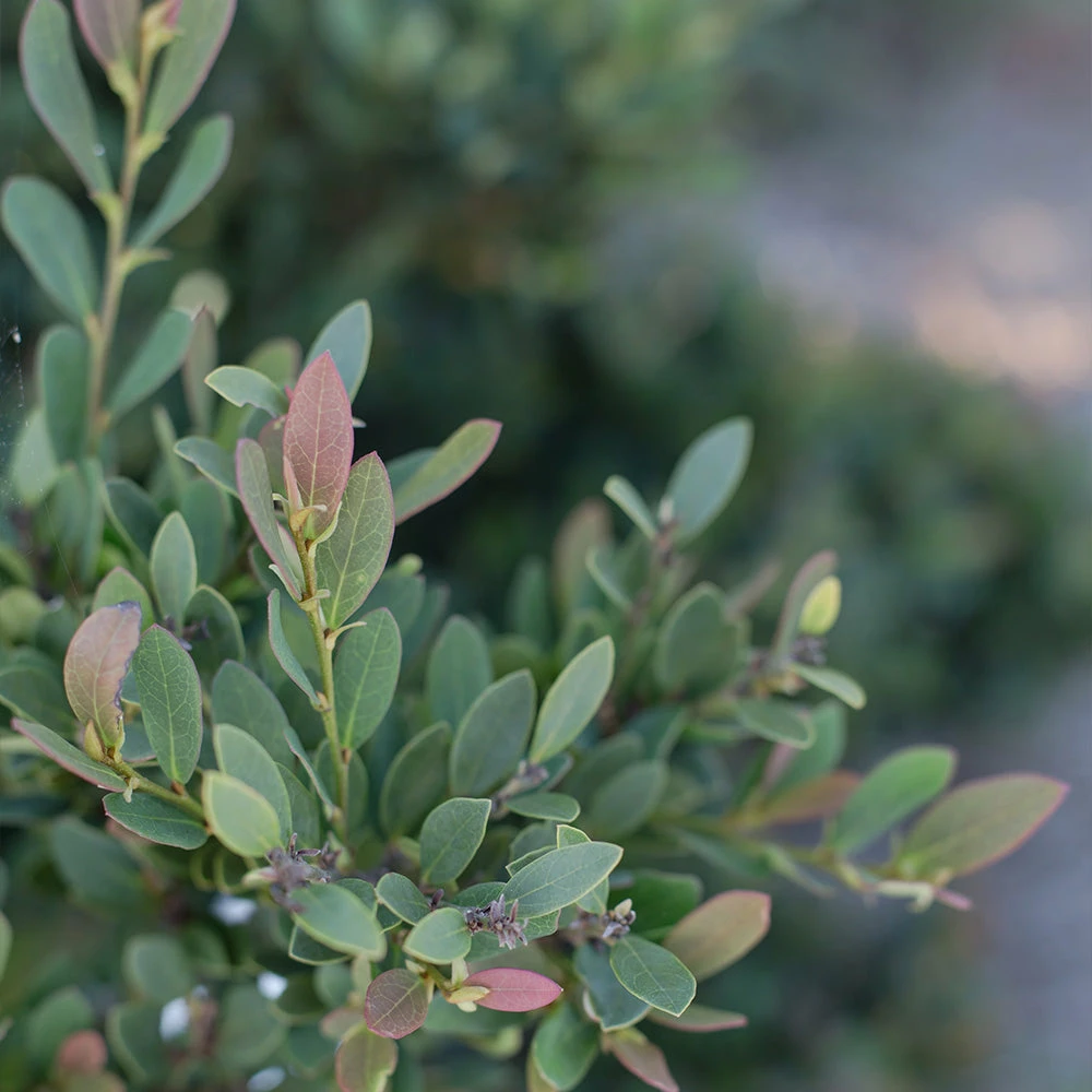 Fast Growing Trees See All Shrubs & Hedges Coppertone™ Distylium 6 Fast Growing Trees See All Shrubs & Hedges Coppertone™ Distylium
