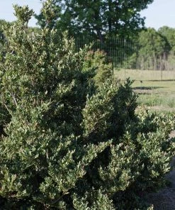 Fast Growing Trees See All Shrubs & Hedges Coppertone™ Distylium 12 Fast Growing Trees See All Shrubs & Hedges Coppertone™ Distylium