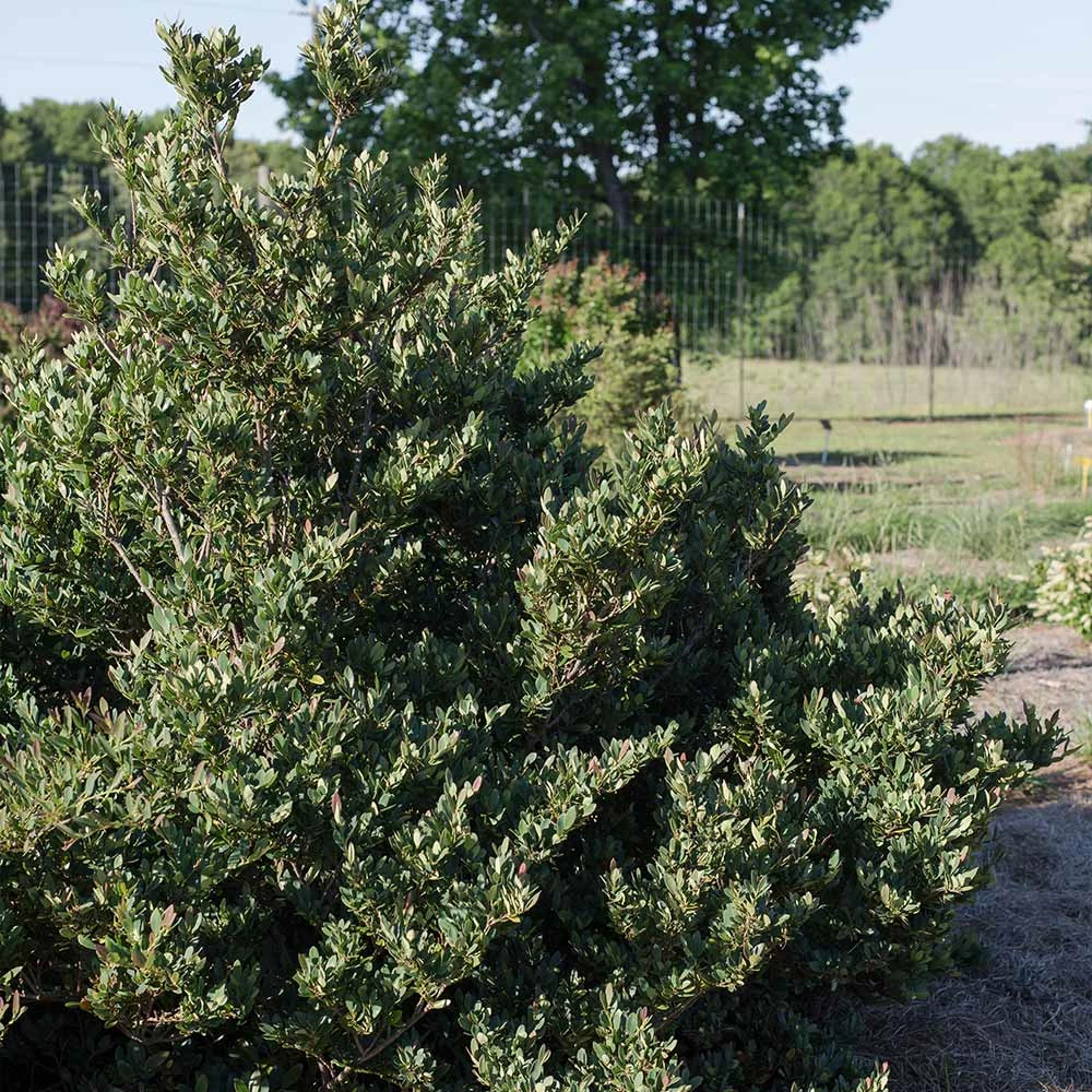 Fast Growing Trees See All Shrubs & Hedges Coppertone™ Distylium 7 Fast Growing Trees See All Shrubs & Hedges Coppertone™ Distylium