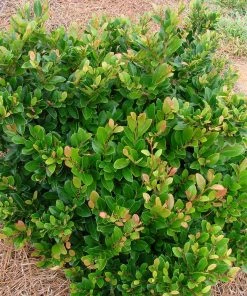 Fast Growing Trees See All Shrubs & Hedges Coppertone™ Distylium 13 Fast Growing Trees See All Shrubs & Hedges Coppertone™ Distylium