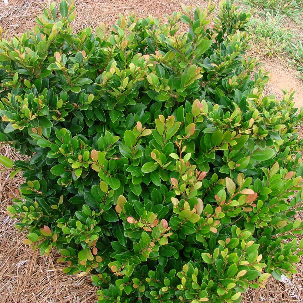 Fast Growing Trees See All Shrubs & Hedges Coppertone™ Distylium 8 Fast Growing Trees See All Shrubs & Hedges Coppertone™ Distylium