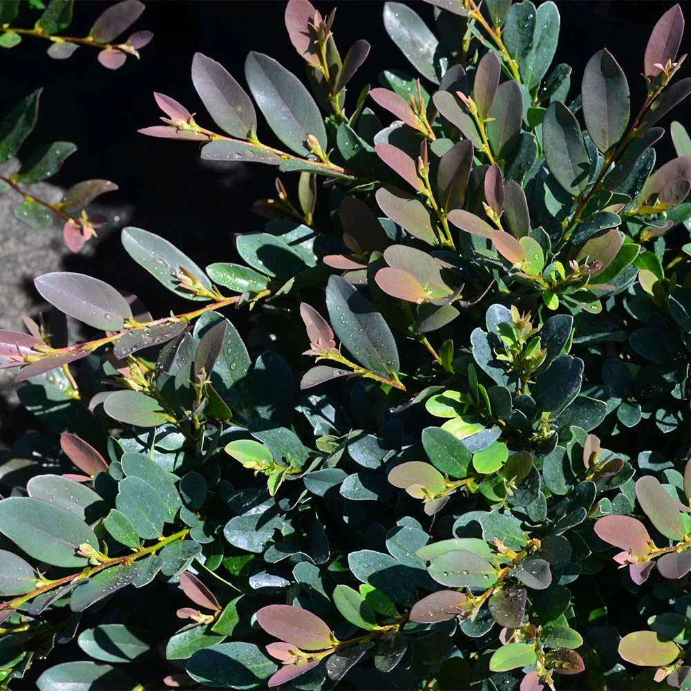 Fast Growing Trees See All Shrubs & Hedges Coppertone™ Distylium 4 Fast Growing Trees See All Shrubs & Hedges Coppertone™ Distylium