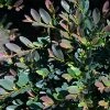 Fast Growing Trees See All Shrubs & Hedges Coppertone⢠Distylium 2 Fast Growing Trees See All Shrubs & Hedges Coppertone⢠Distylium