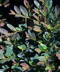Fast Growing Trees See All Shrubs & Hedges Coppertoneâ„¢ Distylium