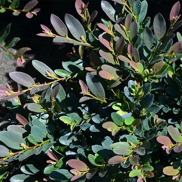 Fast Growing Trees See All Shrubs & Hedges Coppertone™ Distylium 3 Fast Growing Trees See All Shrubs & Hedges Coppertone™ Distylium
