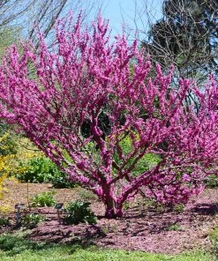Fast Growing Trees Redbud Trees Don EGolf Redbud Tree