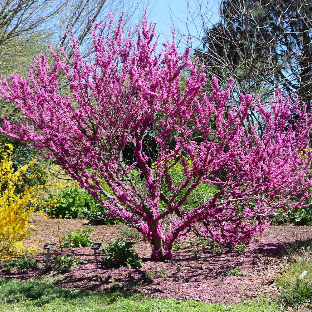 Fast Growing Trees Redbud Trees Don EGolf Redbud Tree 4 Fast Growing Trees Redbud Trees Don EGolf Redbud Tree