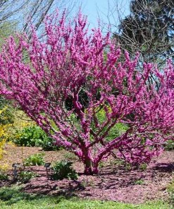 Fast Growing Trees Redbud Trees Don EGolf Redbud Tree