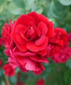 Fast Growing Trees Roses Don Juan Climbing Rose