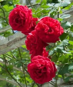 Fast Growing Trees Roses Don Juan Climbing Rose