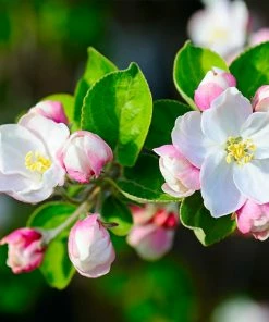 Fast Growing Trees Apple Trees Dorsett Golden Apple Tree