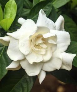 Fast Growing Trees Double Blooming Gardenia Tree