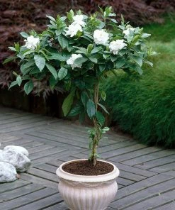 Fast Growing Trees Double Blooming Gardenia Tree