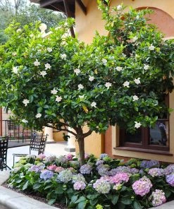 Fast Growing Trees Double Blooming Gardenia Tree
