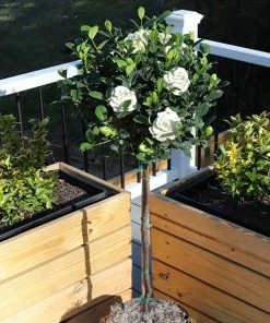 Fast Growing Trees Double Blooming Gardenia Tree
