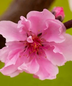 Fast Growing Trees Double Delight Nectarine Tree