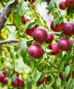 Fast Growing Trees Double Delight Nectarine Tree
