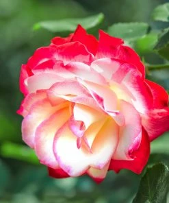 Fast Growing Trees Double Delight Rose Tree 8 Fast Growing Trees Double Delight Rose Tree