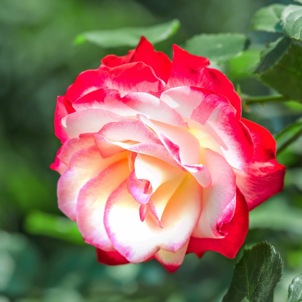 Fast Growing Trees Double Delight Rose Tree 5 Fast Growing Trees Double Delight Rose Tree