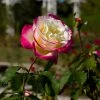 Fast Growing Trees Double Delight Rose Tree