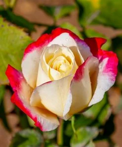 Fast Growing Trees Double Delight Rose Tree 9 Fast Growing Trees Double Delight Rose Tree