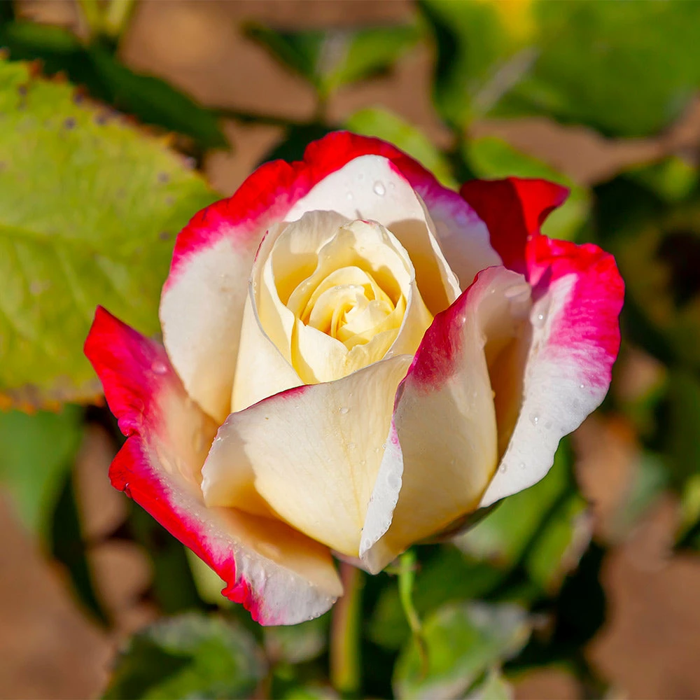 Fast Growing Trees Double Delight Rose Tree 6 Fast Growing Trees Double Delight Rose Tree