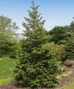 Fast Growing Trees Douglas Fir Tree