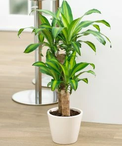 Fast Growing Trees Floor Plants 'Dracaena' Corn Plant