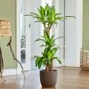 Fast Growing Trees Floor Plants 'Dracaena' Corn Plant