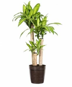 Fast Growing Trees Floor Plants 'Dracaena' Corn Plant
