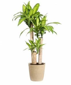Fast Growing Trees Floor Plants 'Dracaena' Corn Plant