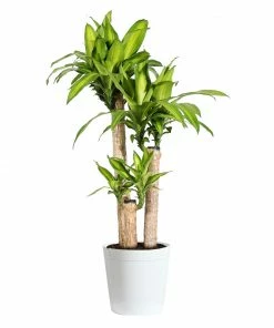 Fast Growing Trees Floor Plants 'Dracaena' Corn Plant