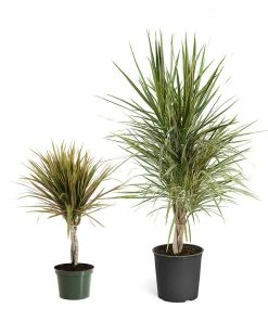 Fast Growing Trees Air Purifying House Plants Dracaena Bi-Color Braided Plant