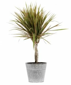 Fast Growing Trees Air Purifying House Plants Dracaena Bi-Color Braided Plant