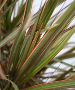 Fast Growing Trees Air Purifying House Plants Dracaena Bi-Color Braided Plant