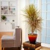 Fast Growing Trees Air Purifying House Plants Dracaena Bi-Color Braided Plant