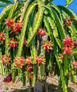 Fast Growing Trees Shop Indoor & Patio Fruit Dragon Fruit Cactus