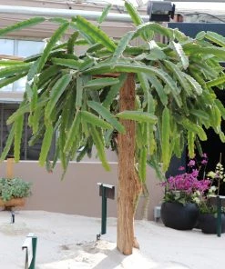 Fast Growing Trees Shop Indoor & Patio Fruit Dragon Fruit Cactus