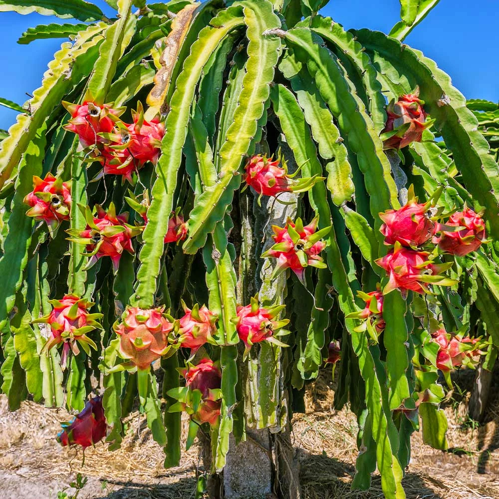 Fast Growing Trees See All Fruit Trees Dragon Fruit Cactus - USDA Organic 4 Fast Growing Trees See All Fruit Trees Dragon Fruit Cactus - USDA Organic