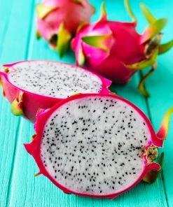 Fast Growing Trees Shop Indoor & Patio Fruit Dragon Fruit Cactus