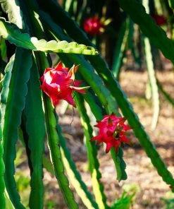 Fast Growing Trees Shop Indoor & Patio Fruit Dragon Fruit Cactus