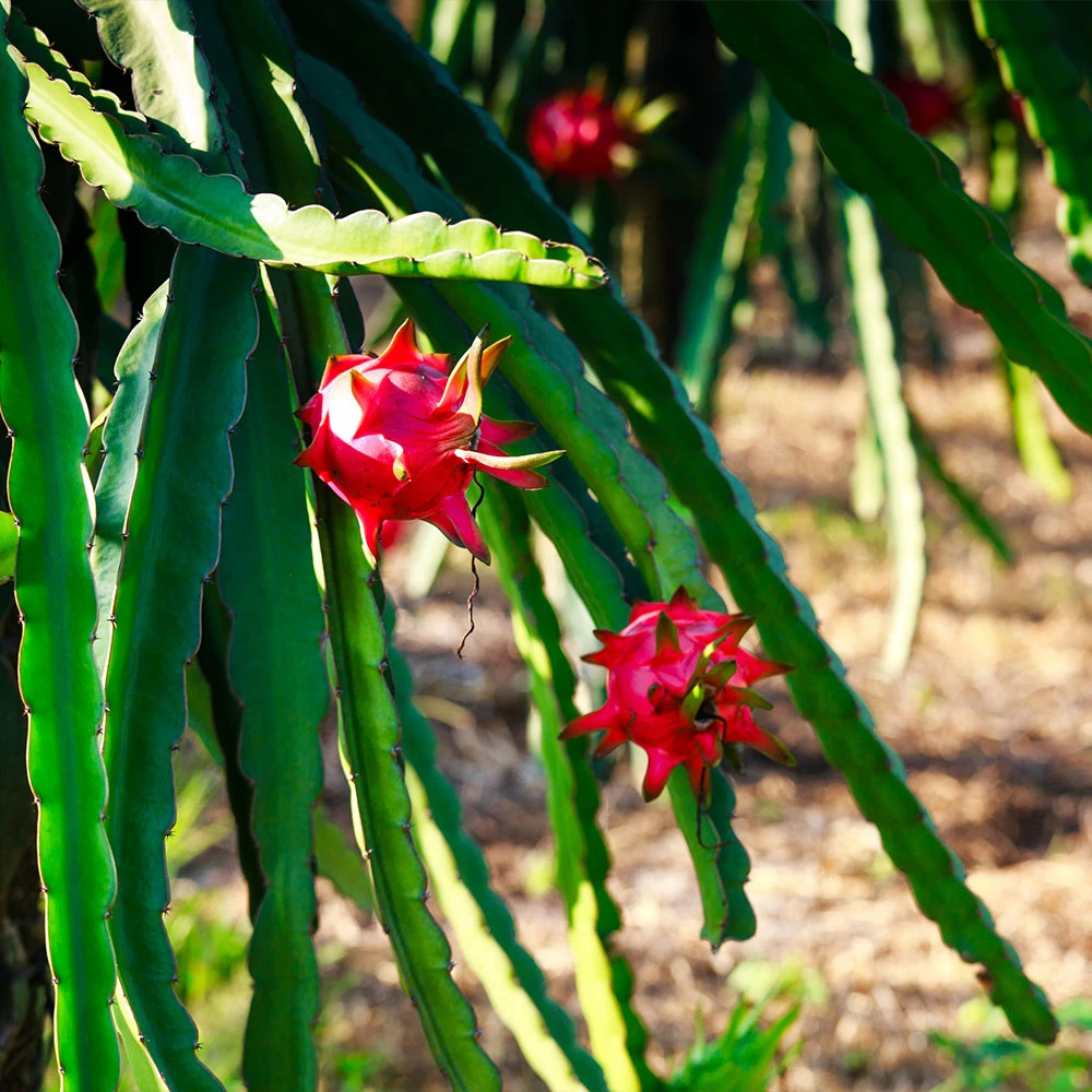 Fast Growing Trees See All Fruit Trees Dragon Fruit Cactus - USDA Organic 8 Fast Growing Trees See All Fruit Trees Dragon Fruit Cactus - USDA Organic