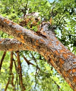 Fast Growing Trees Drake Chinese Elm Tree Elm Trees